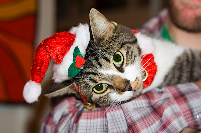 Funny Christmas cat Photo