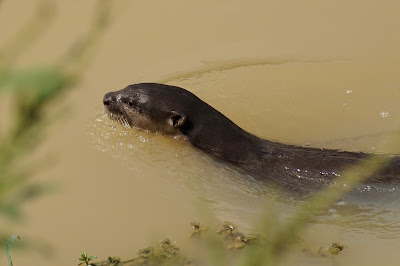 Smooth Coated Otter, Lutrogale perspicillata