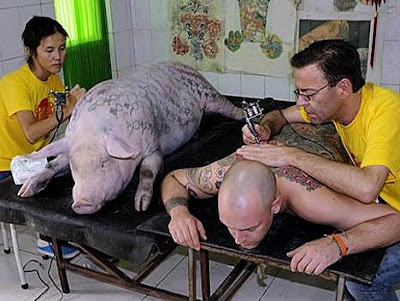 tattoo for a pig? why?