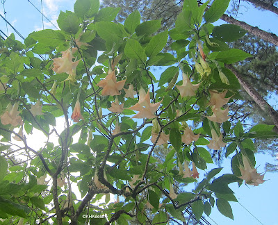 Brugmansia, angel's trumpet