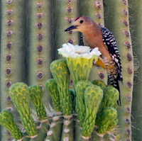 Arizona Birds Photos