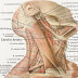 External Carotid Artery