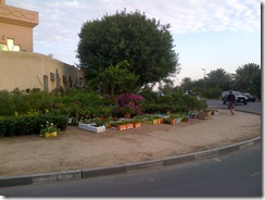 Dubai-20121208-00078