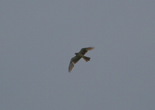 Harrier SP2