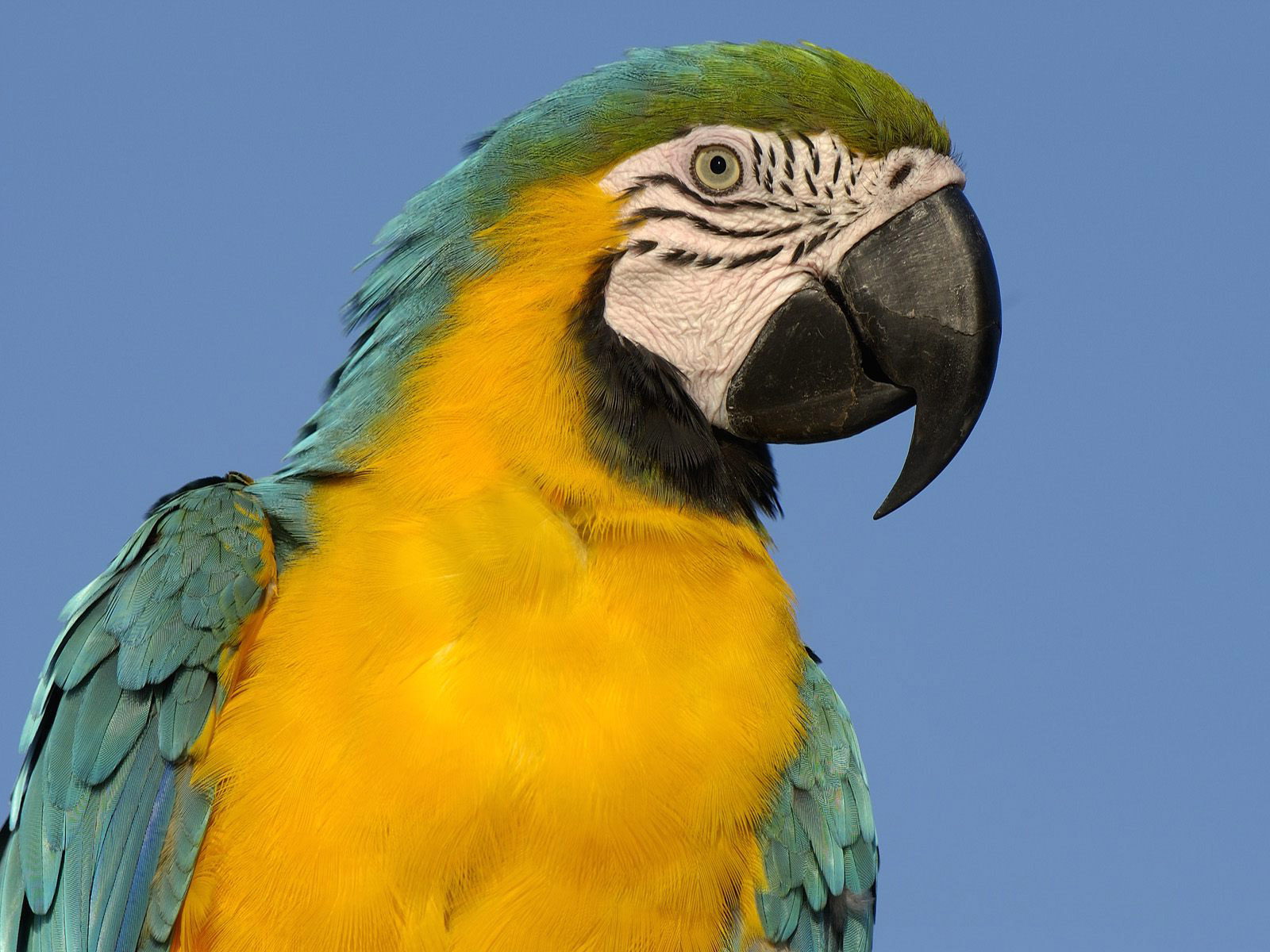 https://blogger.googleusercontent.com/img/b/R29vZ2xl/AVvXsEgejBfDmqMnDK5iSX2Up4xro5ukNYoOeWjtDvvgej2Wh1FrEiKwcdymfA9mTRgW3lYKvokBxrMeZwq4OxzWYFtcVuD0GCcxknpIoKPNaoitBpAllwiGjzuVgFedyvu03uN-uYYUiaNHGhI/s1600/Best-top-desktop-birds-wallpapers-hd-bird-wallpaper-picture-image-psupero-25.jpg