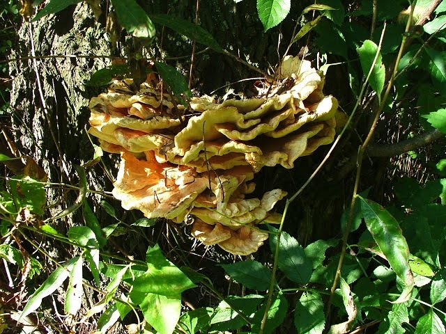 Laetiporus sulphureus