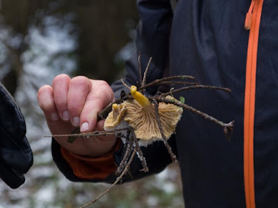 grzyby 2016, grzyby w grudniu, jakie grzyby można zbierać w zimie, grzyby pod śniegiem, zimowe grzybobranie, pieprznik trąbkowy Cantharellus tubeaformis, podgrzybek brunatny Boletus badius, lakówka ametystowa Laccaria amethistina