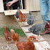 training chickens