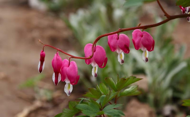 Bleeding Heart Flowers Pictures