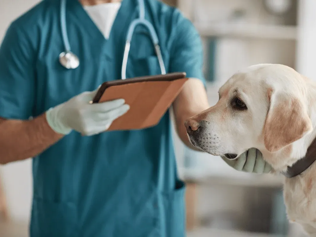 حالات الطوارئ الشائعة في الكلاب: الأسباب والأعراض والعلاج