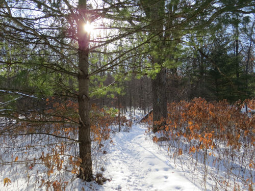 snowy trail in sunshine