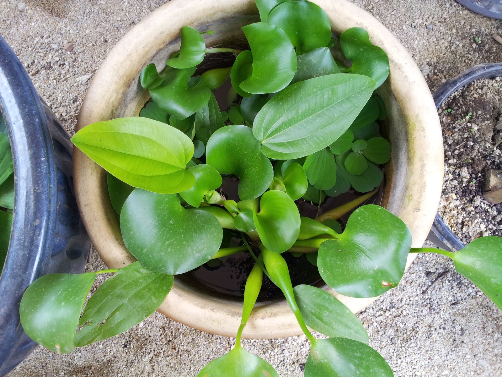 projek belakang rumah Pokok2 dalam air