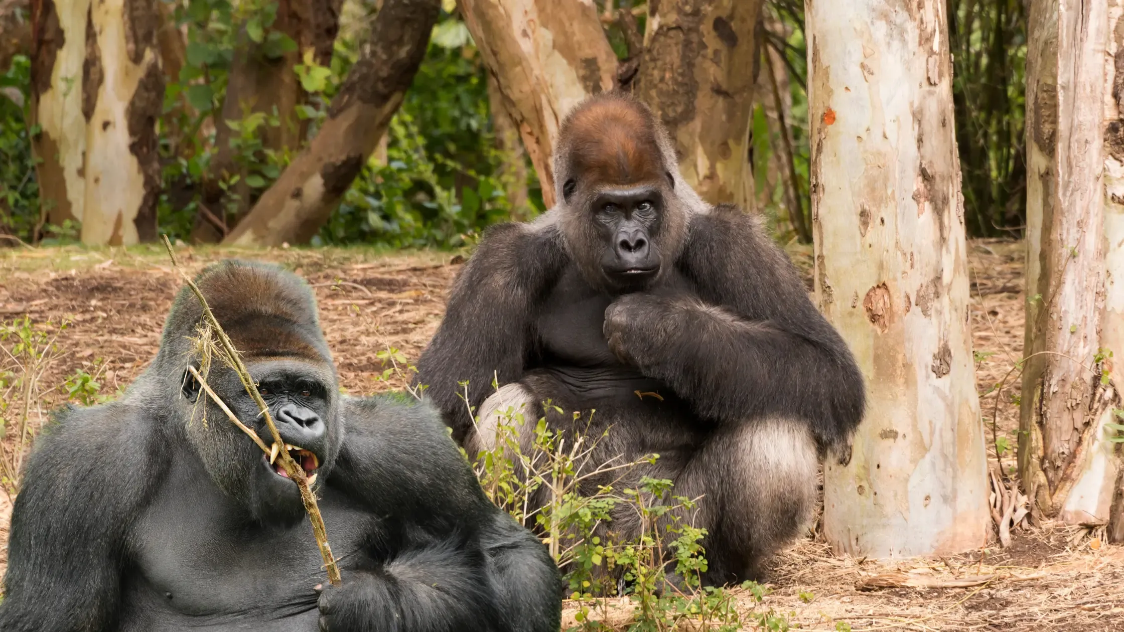 Western Lowland GORILLAS