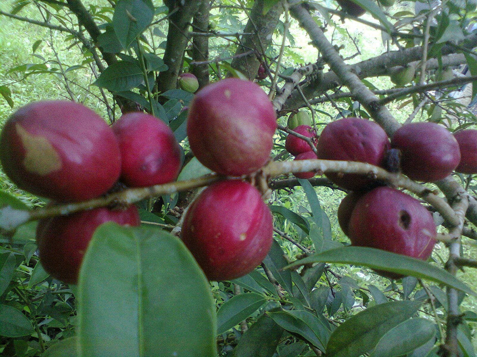 Segalanya Di Sini Buah Mahkota Dewa  Untuk di jual