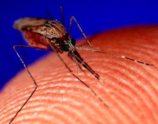 Mosquito, Mosquito Amazing Facts