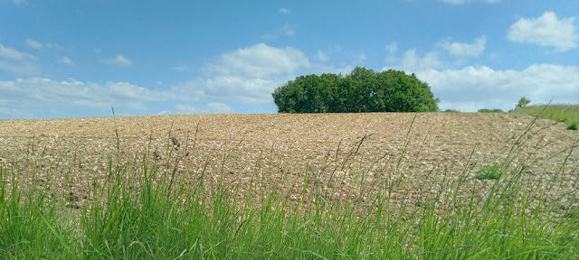 Stony field, Indre et Loire, France. Photo by Loire Valley Time Travel.