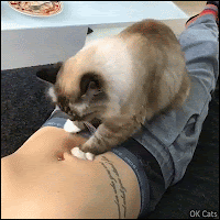 Funny Cat GIF • Affectionate cat kneading Mom's belly with love [ok-cats.com]