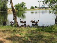 geese