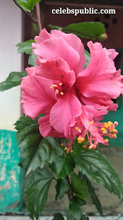 Hibiscus rosa-sinensis or China rose Pink Flower picture 