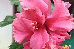 Hibiscus rosa-sinensis or China rose Pink Flower picture 