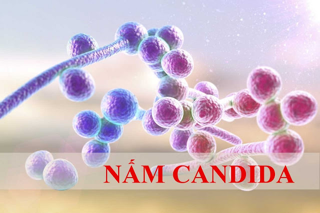 Bị huyết trắng do nhiễm Candida albicans