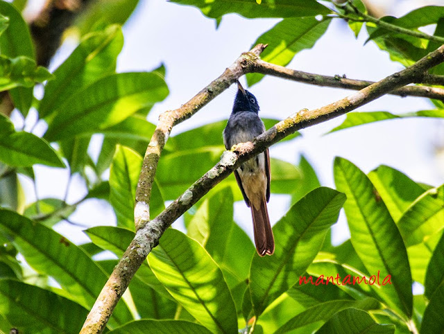 Japanese Paradise Flycatcher (Terpsiphone atrocaudata)