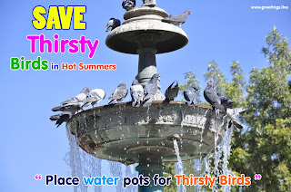 Place water pots for thirsty birds,Save Thirsty Birds in Hot Summers