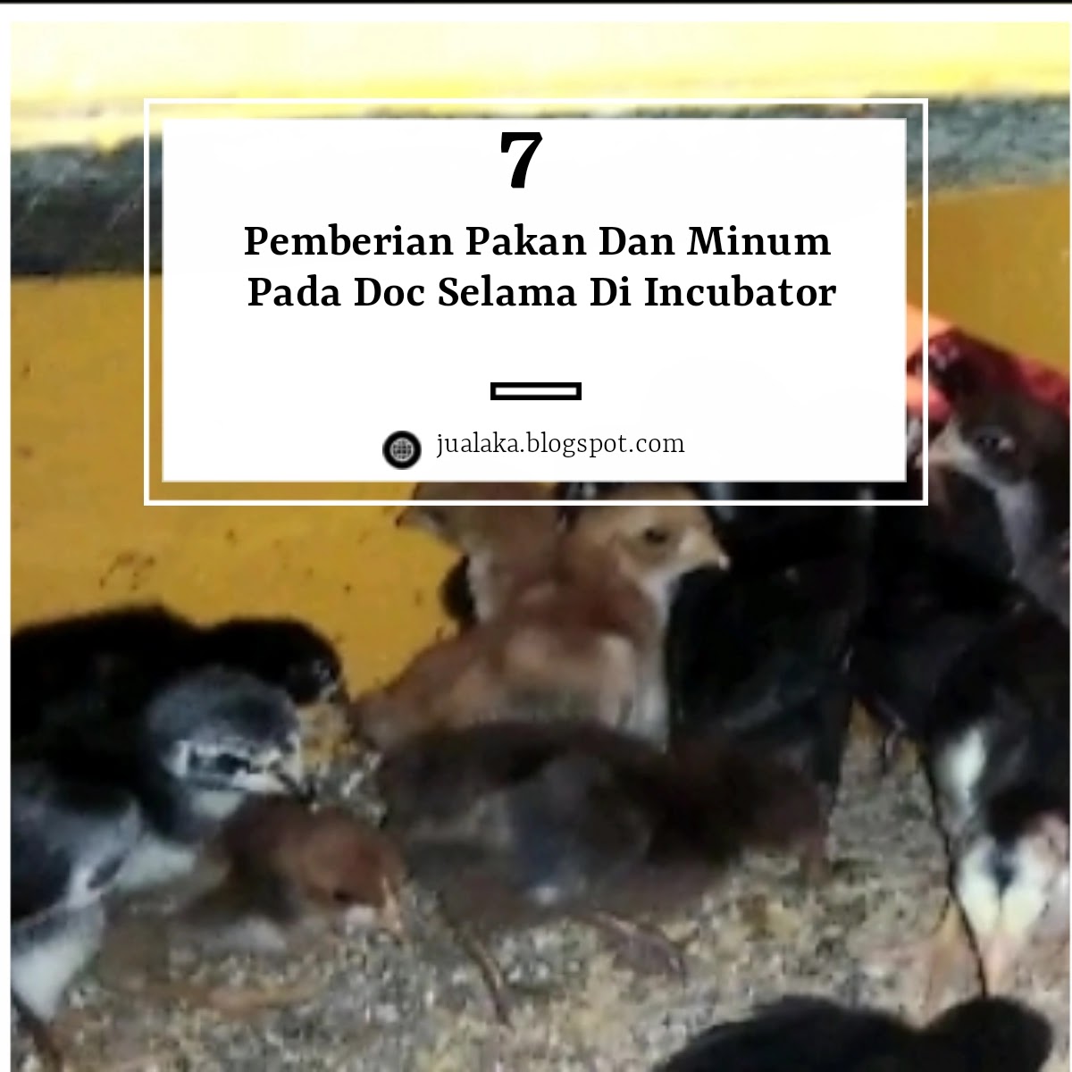 Pemberian pakan dan minum pada doc selama di incubator