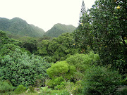 . more accurate methods for mapping carbon in Hawaii's forests. (px lyon arboretum oahu hawaii trees)