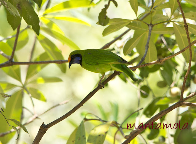 Kaeng Krachan, Golden Fronted Leafbird