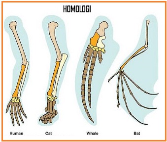 BIOLOGI GONZAGA: CERDAS BIOLOGI