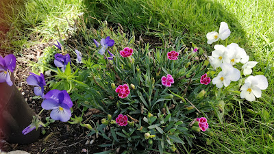 Neilikka Pink Kisses Dianthus caryophyllus