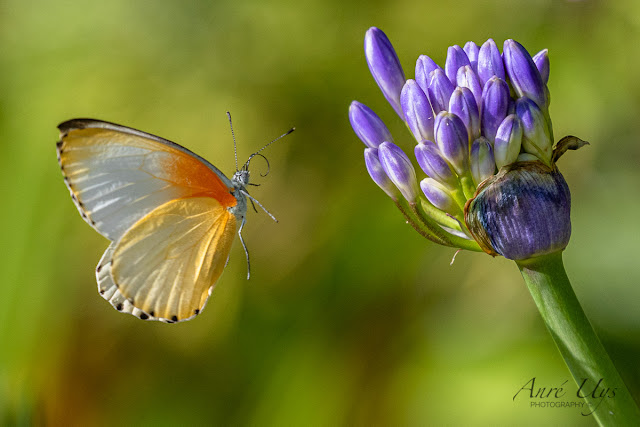 Common Dotted Butterfly in flight at Harold Porter Botanical Garden