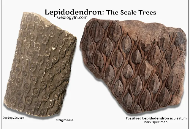 Fossilized Lepidodendron