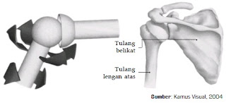  Kita sanggup melaksanakan banyak sekali acara ibarat bangun  Rangka Tubuh Manusia, Sendi, Penyakit dan Cara Memelihara Rangka