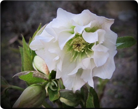 helleborus_dobbelt