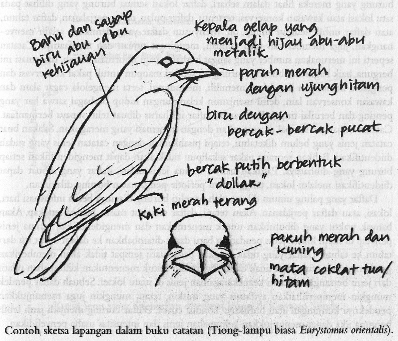  Contoh  Sketsa  Gambar  Buku  Sobsketsa