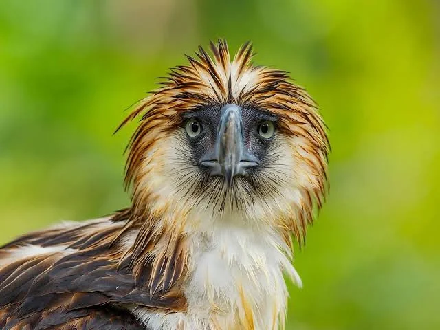 Philippine Eagle