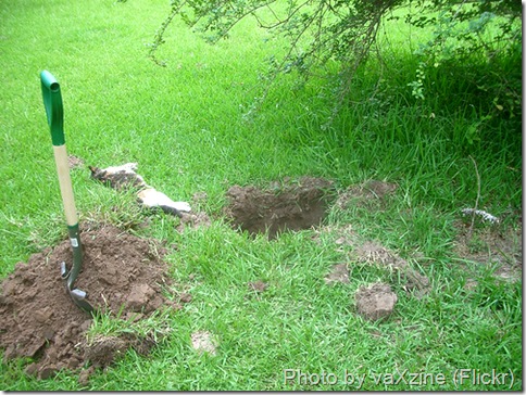 cat-grave