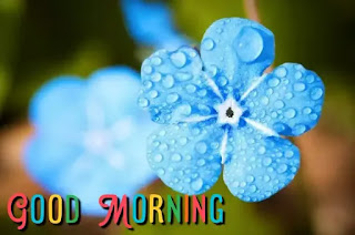 Good morning flower images free download