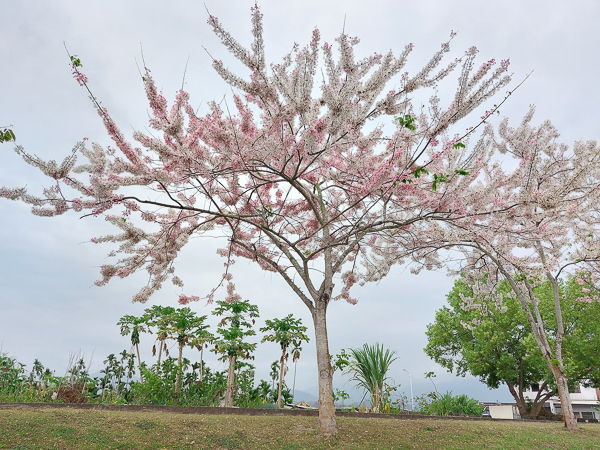 高雄美濃獅子頭水圳花旗木綿延1公里桃紅陣雨樹，草皮散步賞花