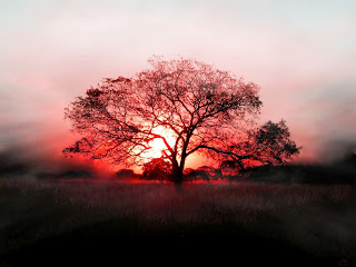 silueta-de-un-arbol-marcada-por-una-puesta-de-sol