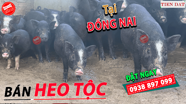 Địa chỉ bán heo tộc, heo đen, heo đồng bào, heo mọi tại Đồng Nai Giá rẻ