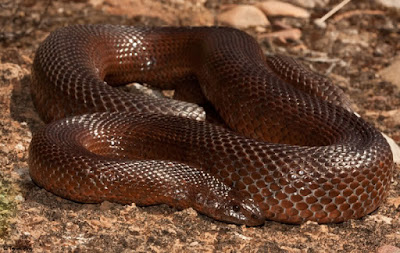 Mole Snake