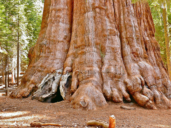 General Sherman ຫລື ນາຍ​ພົນ​ເຊ​ີ​ແມນ ເປັນ​ຕົ້ນ​ຊີ​ຄົວຢາຍັກ ຕັ້ງ​ສະ​ຫງ່າ​ຢູ່​ທີ່ ປ່າ Giant ອຸດທະ​ຍານ​ແຫ່ງ​ຊາດ​ຊີ​ຄັວ​ຢາ ຣັດ​ແຄ​ລິ​ຟ​ອ​ຣ​໌​ເນຍ ປະເທດ​ອາ​ເມ​ຣິ​ກາ ຫາກ​ວັດ​ໃນ​ເຊີງ​ປະລິມານ 5 ໃນ 10 ຂອງ​ຕົ້ນ​ໄມ້​ທີ່​ໃຫຍ່​ທີ່ສຸດ​ໃນ​ໂລກ ຕັ້ງ​ຢູ່​ທີ່​ປ່າ​ແຫ່ງ​ນີ້ ແລະ General Sherman ຄື ຕົ້ນ​ໄມ້​ທີ່​ໃຫຍ່​ທີ່ສຸດ​ໃນ​ອຸດທະ​ນາຍານ ດ້ວຍ​ຄວາມ​ສູງ 83.8 ແມັດ (275 ຟຸດ) ເສັ້ນ​ຜ່າ​ສູນ​ກລາງ 7.7 ແມັດ (25 ຟຸດ) ເຊື່ອ​ກັນ​ວ່າ ຕົ້ນ​ຊີ​​ຄົວ​ຢາ​ນີ້ ມີ​ອາ​ຍຸ​ເຖິງ 2,300 – 2,700 ປີ