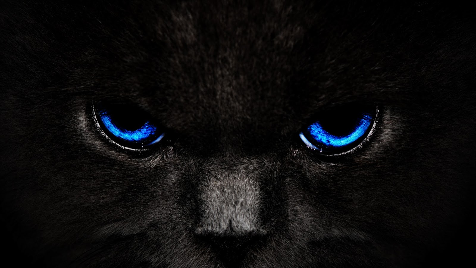 Black Cats HD Wallpapers – wallpaper202