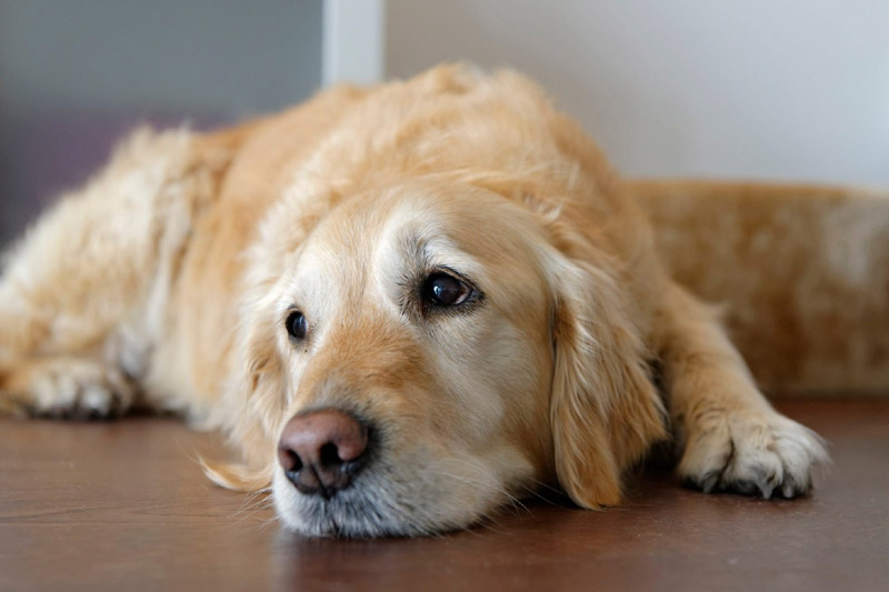 Do Dogs Cry? Experts Explain Dog Tears