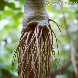 Giloy (Tinospora cordifolia) stem with characteristic bark and aerial roots