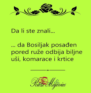 Posadite bosiljak izmedju ruza