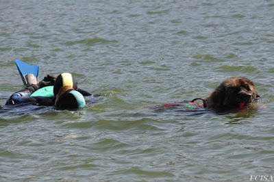   Chien sauveteur à l'eau : Léonberg  Ikke  c'est un sauveteur aquatique photographe JD AMET  JURA